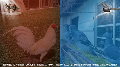 Premium Gamefowl and Racing Pigeon Products .